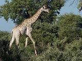 Africa 272 : Africa, Animal, Botswana, Giraffe, Mammal, Mombo, Okavango